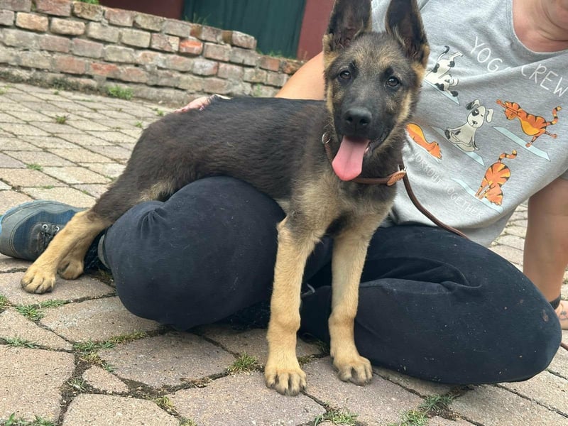 Argo, geboren 02.02.2026, 40cm sucht aktive Menschen