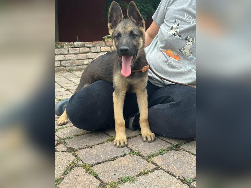 Argo, geboren 02.02.2026, 40cm sucht aktive Menschen
