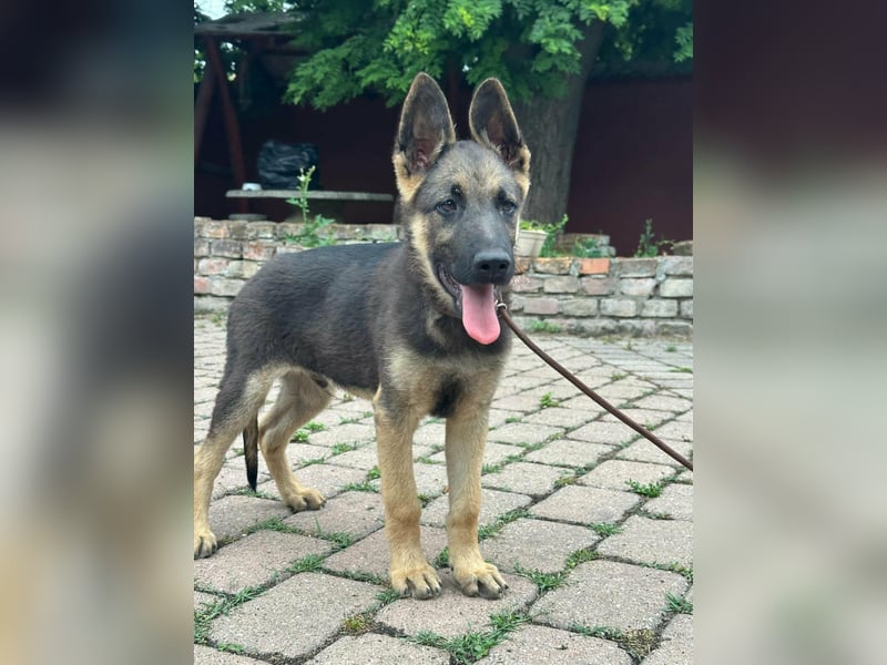 Argo, geboren 02.02.2026, 40cm sucht aktive Menschen