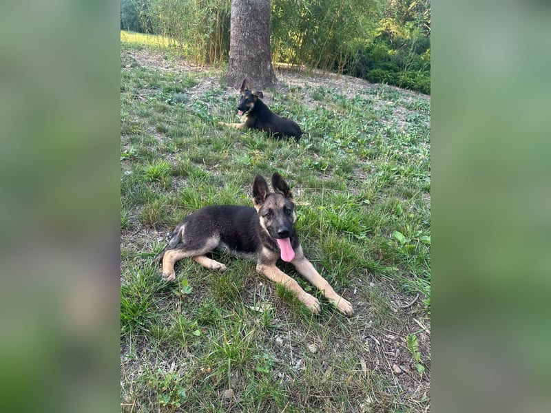 Argo, geboren 02.02.2026, 40cm sucht aktive Menschen