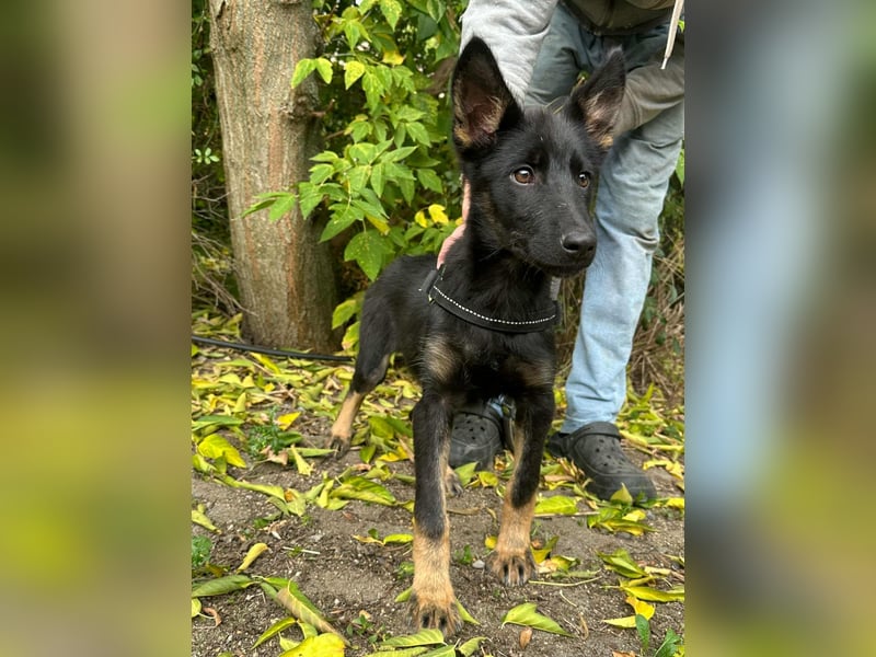 Tessa, geboren 15.06.2025, 42cm sucht ihr neues Leben
