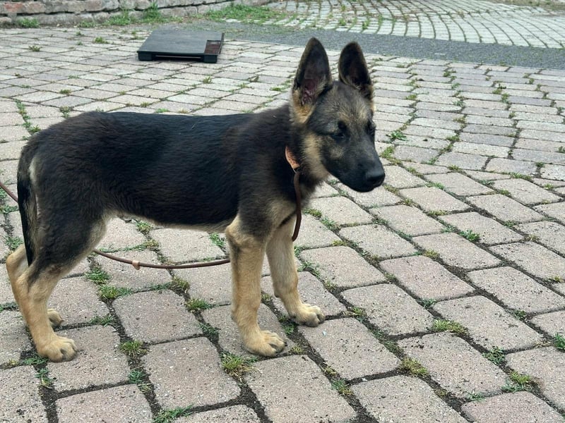 Argo, geboren 02.02.2026, 40cm sucht aktive Menschen