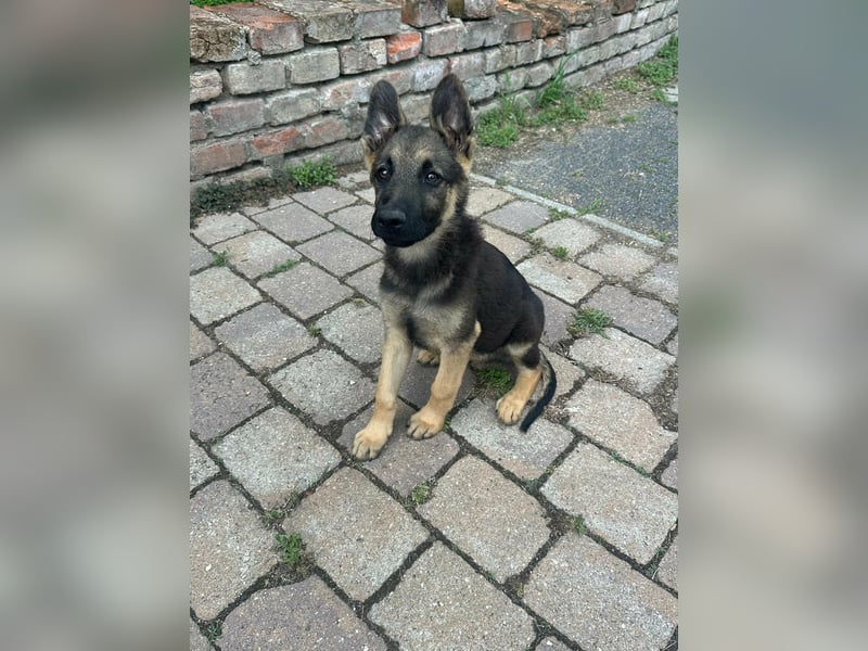 Argo, geboren 02.02.2026, 40cm sucht aktive Menschen