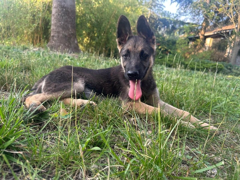 Argo, geboren 02.02.2026, 40cm sucht aktive Menschen