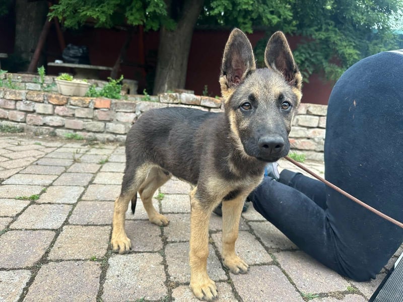 Argo, geboren 02.02.2026, 40cm sucht aktive Menschen