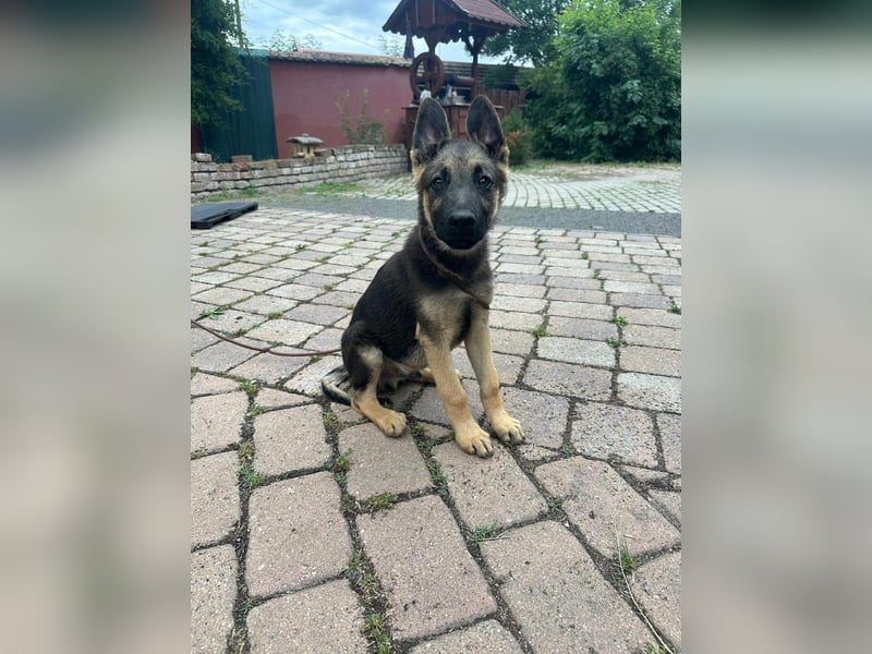 Argo, geboren 02.02.2026, 40cm sucht aktive Menschen