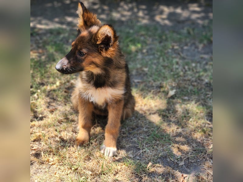 Bezaubernde Molly auf der Suche nach dem großen Glück