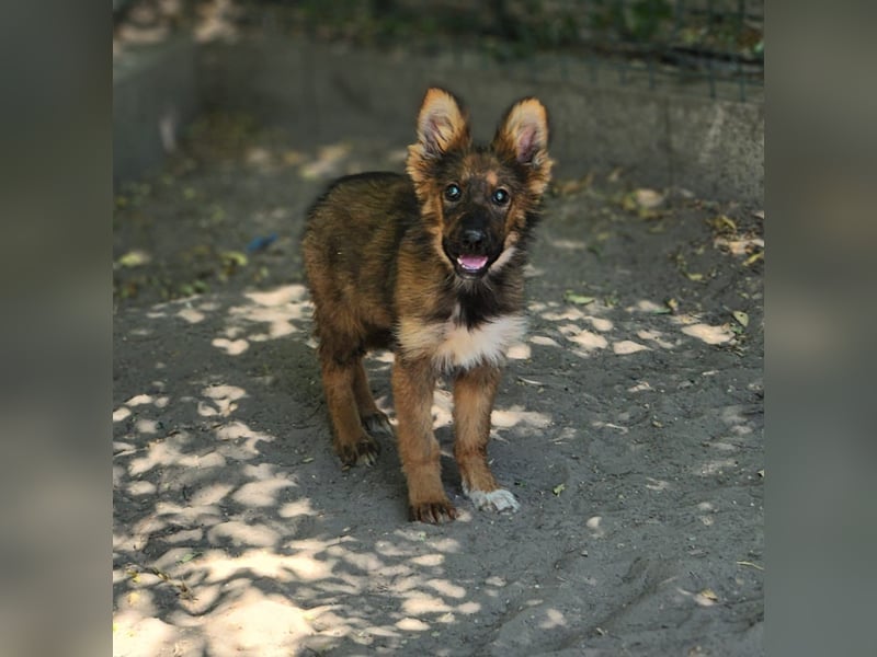 Bezaubernde Molly auf der Suche nach dem großen Glück