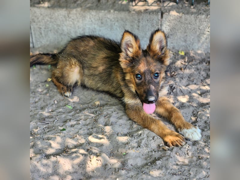 Bezaubernde Molly auf der Suche nach dem großen Glück