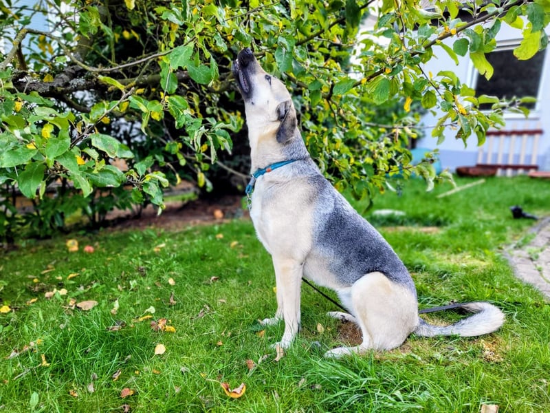 Schäferhündin-Mix Remy sucht ein neues Zuhause