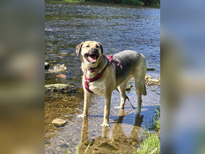 Schäferhündin-Mix Remy sucht ein neues Zuhause