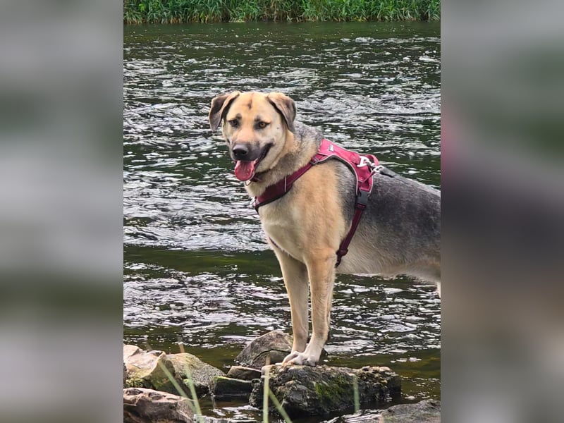 Schäferhündin-Mix Remy sucht ein neues Zuhause