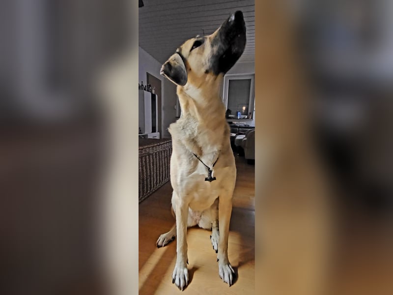 Schäferhündin-Mix Remy sucht ein neues Zuhause