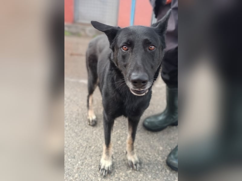 freundliche Schäferhund Mischlings-Hündin Raina sucht ihr Glück