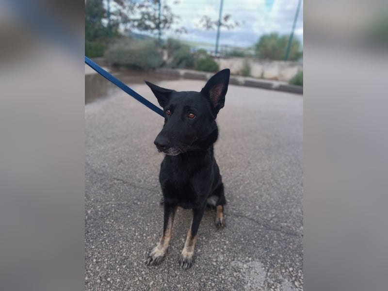 freundliche Schäferhund Mischlings-Hündin Raina sucht ihr Glück
