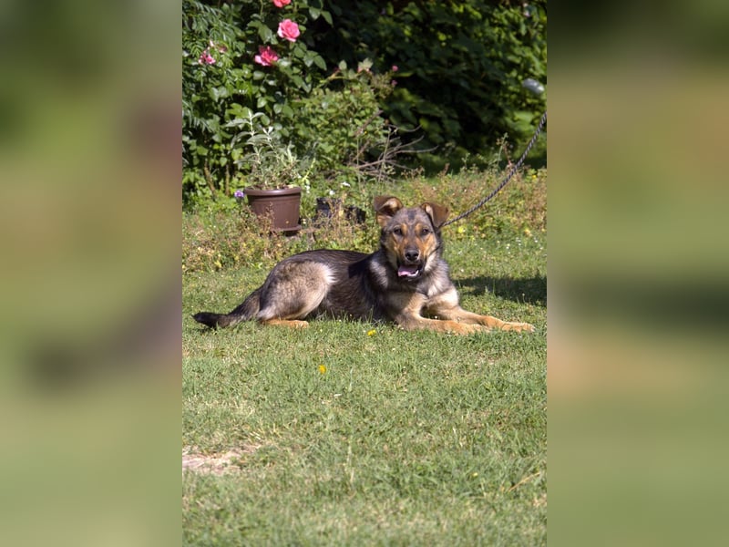 liebe Schäferhund Mischlings-Hündin Amara sucht ein Zuhause