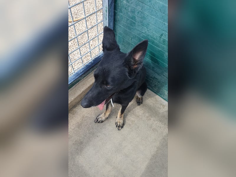 freundliche Schäferhund Mischlings-Hündin Raina sucht ihr Glück