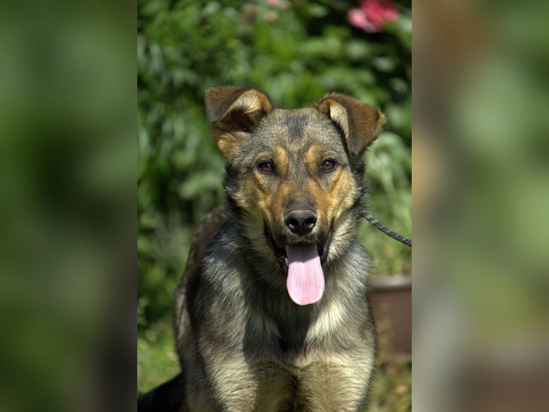 liebe Schäferhund Mischlings-Hündin Amara sucht ein Zuhause