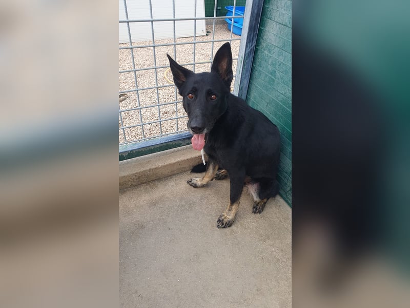 freundliche Schäferhund Mischlings-Hündin Raina sucht ihr Glück