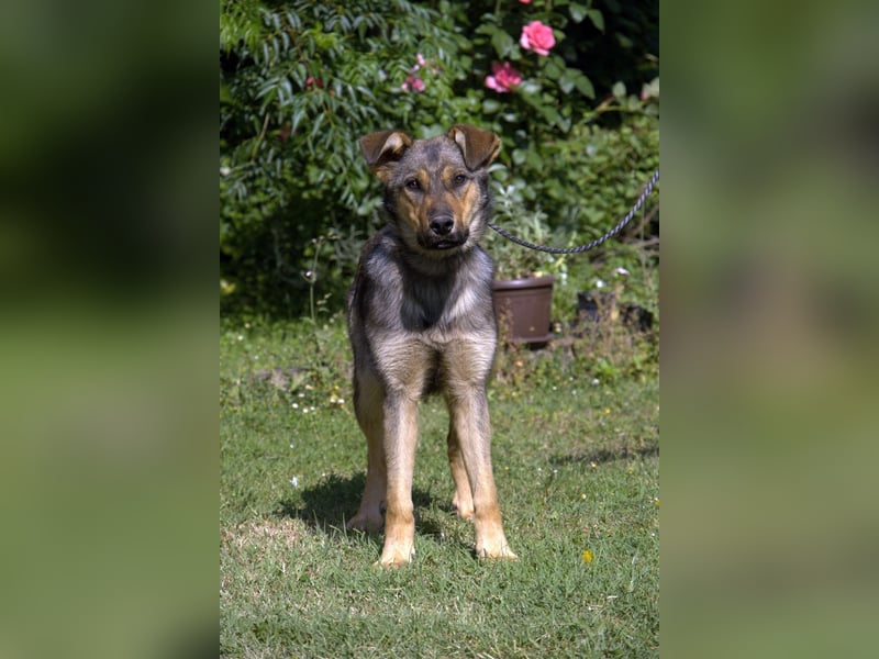 liebe Schäferhund Mischlings-Hündin Amara sucht ein Zuhause