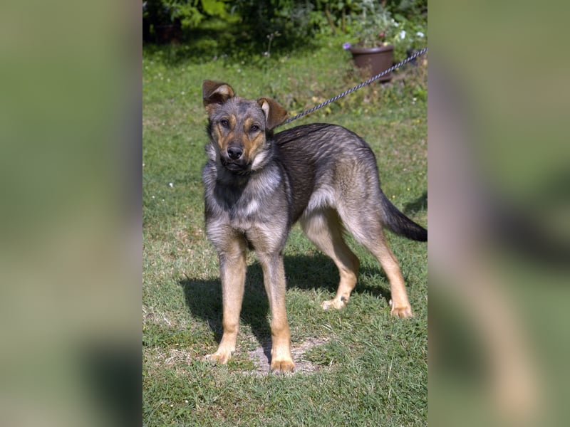 liebe Schäferhund Mischlings-Hündin Amara sucht ein Zuhause