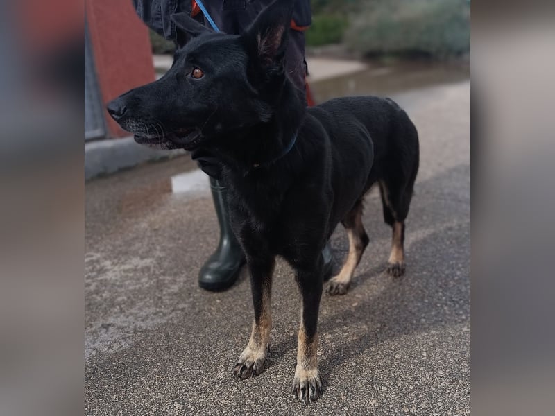 freundliche Schäferhund Mischlings-Hündin Raina sucht ihr Glück