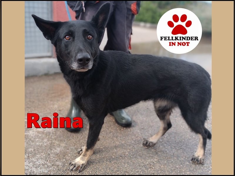 freundliche Schäferhund Mischlings-Hündin Raina sucht ihr Glück