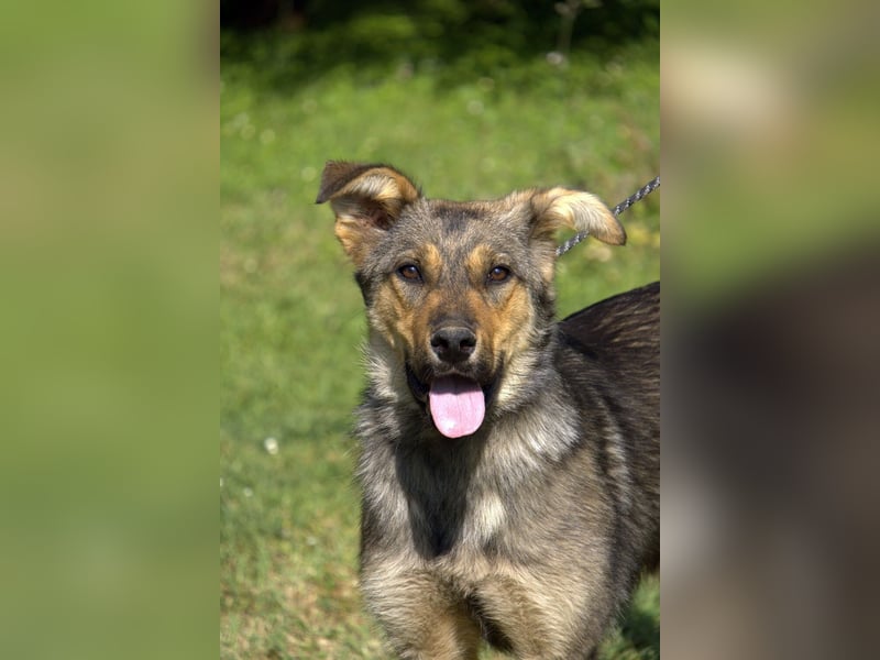 liebe Schäferhund Mischlings-Hündin Amara sucht ein Zuhause