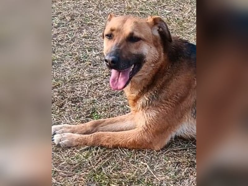 Bella, Hündin, absolut lieb und verschmust