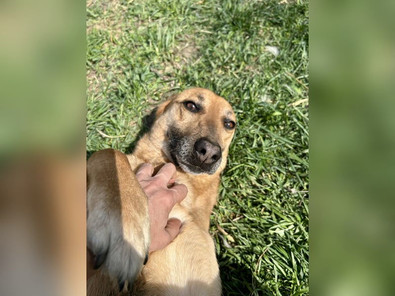 Bella, Hündin, absolut lieb und verschmust