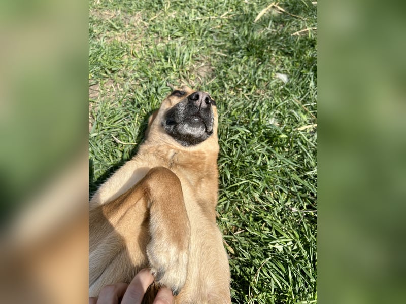 Bella, Hündin, absolut lieb und verschmust