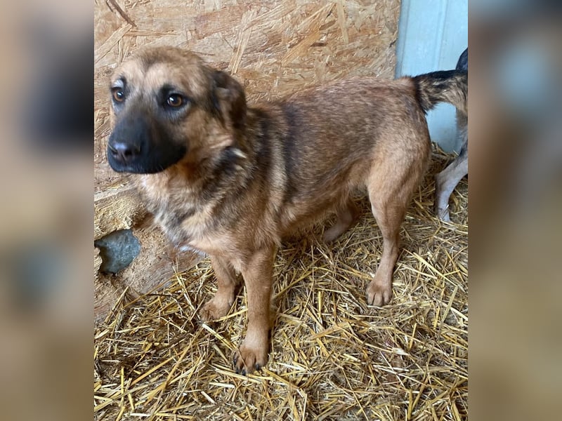 Schäffi Mix Mädchen Track – eine Schönheit mit Herz