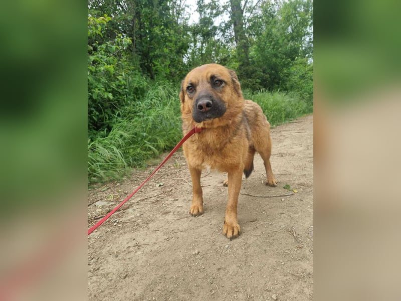 Schäffi Mix Mädchen Track – eine Schönheit mit Herz