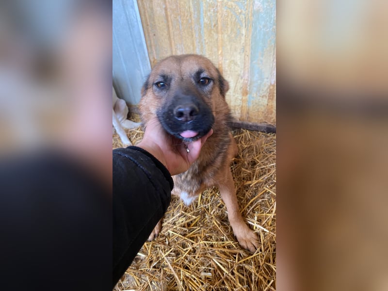 Schäffi Mix Mädchen Track – eine Schönheit mit Herz