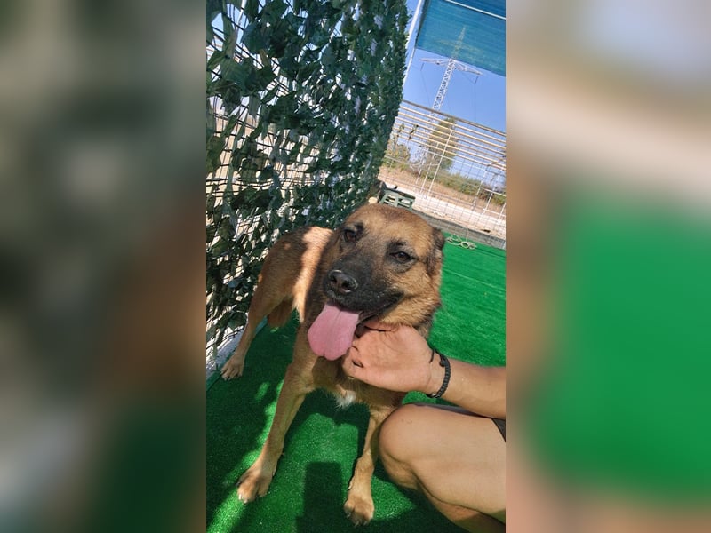 Schäffi Mix Mädchen Track – eine Schönheit mit Herz