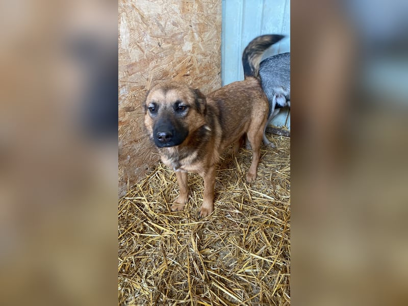 Schäffi Mix Mädchen Track – eine Schönheit mit Herz