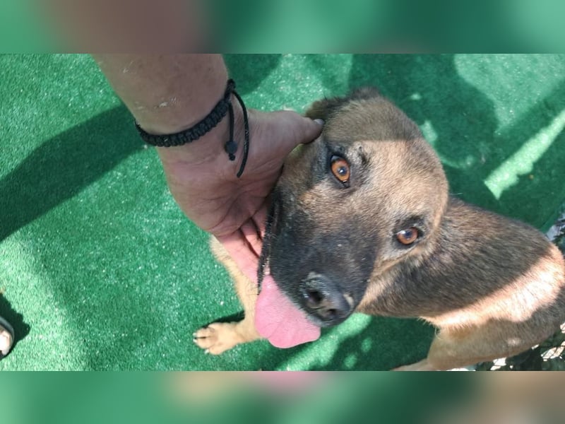 Schäffi Mix Mädchen Track – eine Schönheit mit Herz