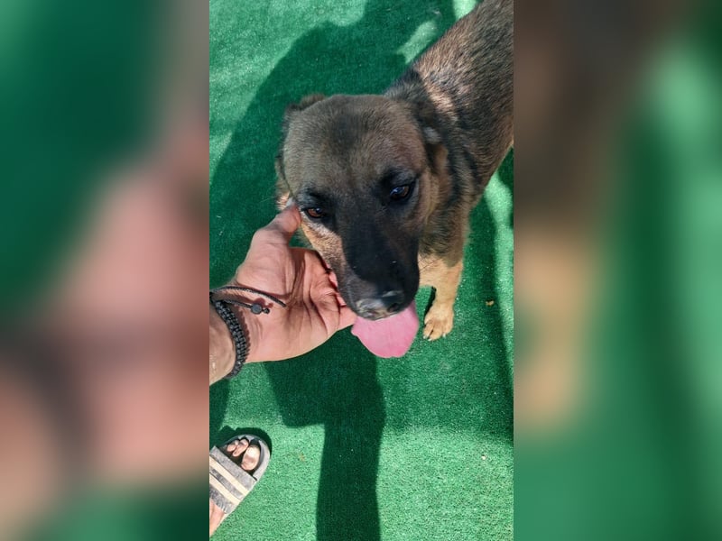 Schäffi Mix Mädchen Track – eine Schönheit mit Herz