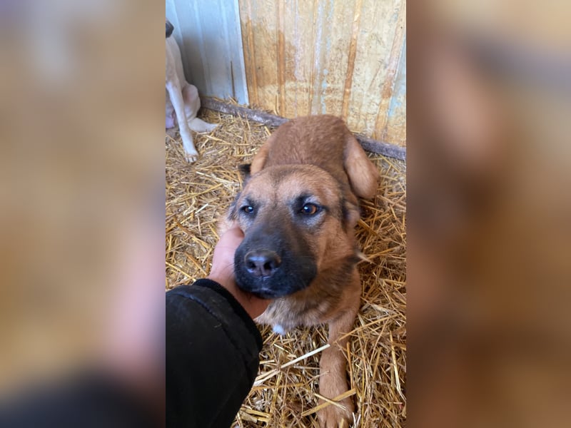 Schäffi Mix Mädchen Track – eine Schönheit mit Herz