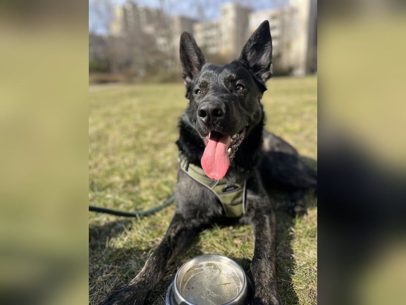 Balou sucht neues zu Hause