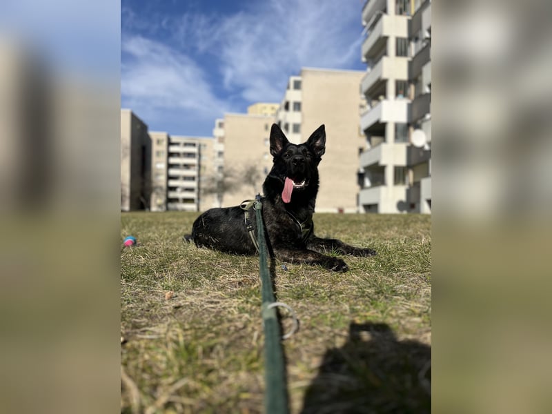 Balou sucht neues zu Hause