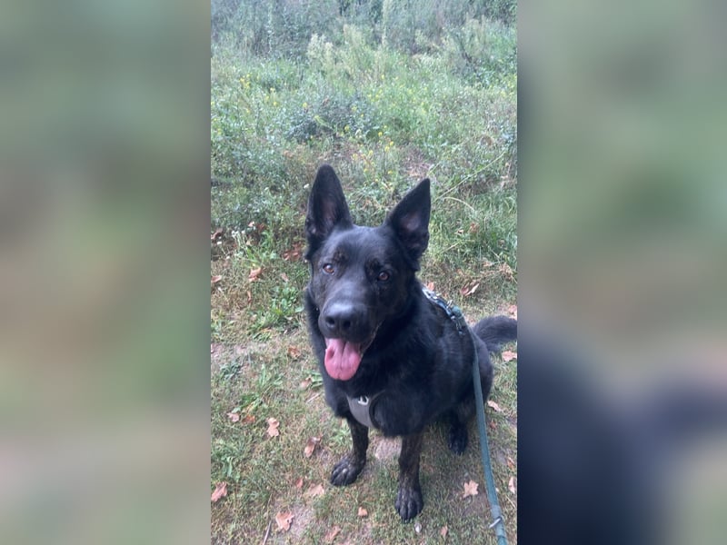Balou sucht neues zu Hause