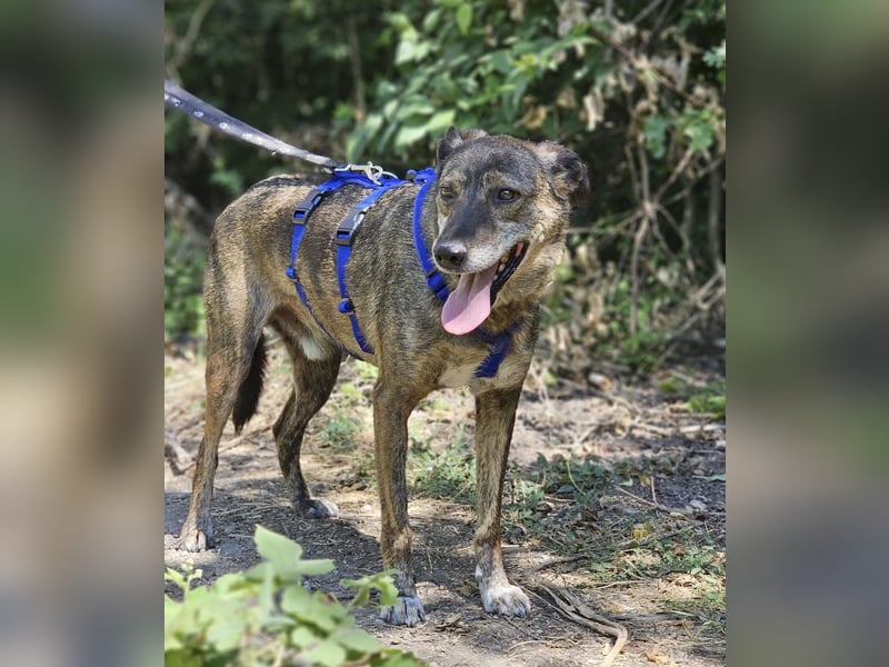 Boris - beeindruckender Hund mit großem Potential!