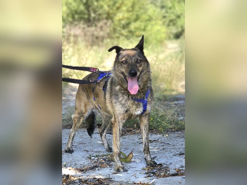Lola - tolle Hündin mit riesigem Potenzial