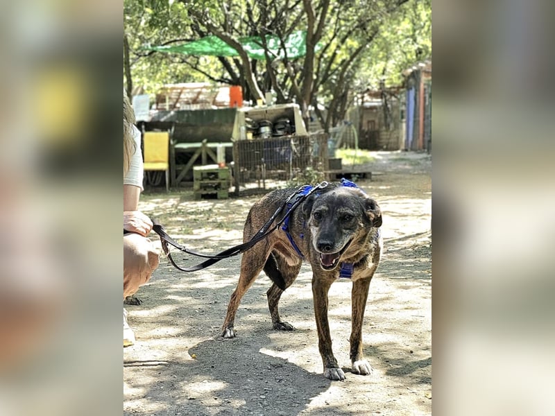 Boris - beeindruckender Hund mit großem Potential!