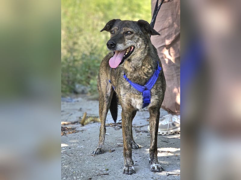 Boris - beeindruckender Hund mit großem Potential!