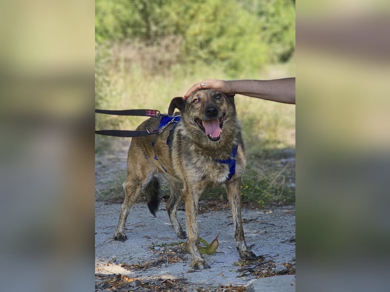 Boris - beeindruckender Hund mit großem Potential!