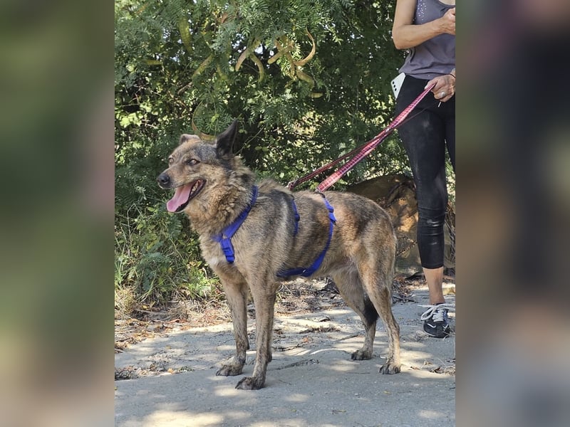 Lola - tolle Hündin mit riesigem Potenzial
