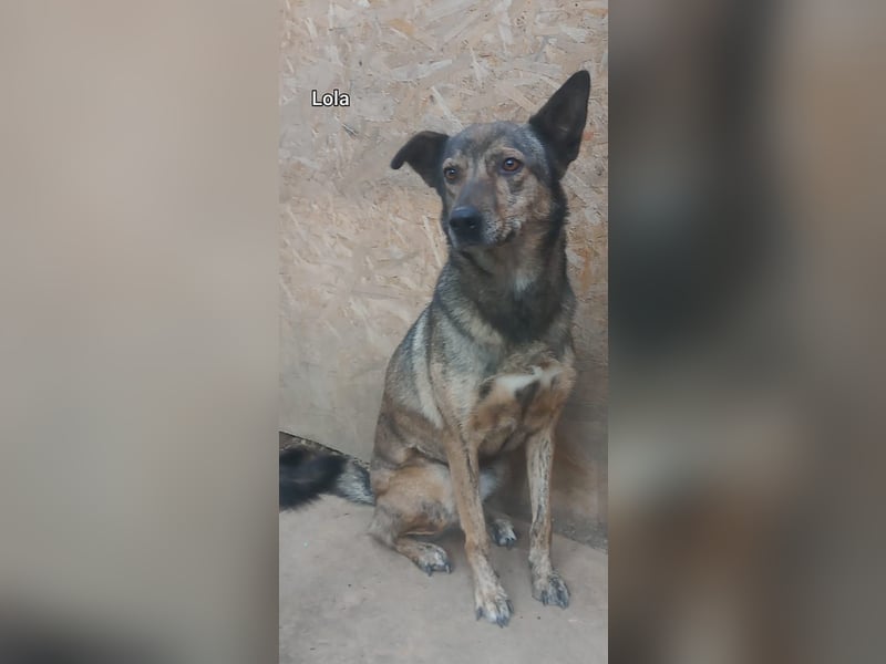 Lola - tolle Hündin mit riesigem Potenzial