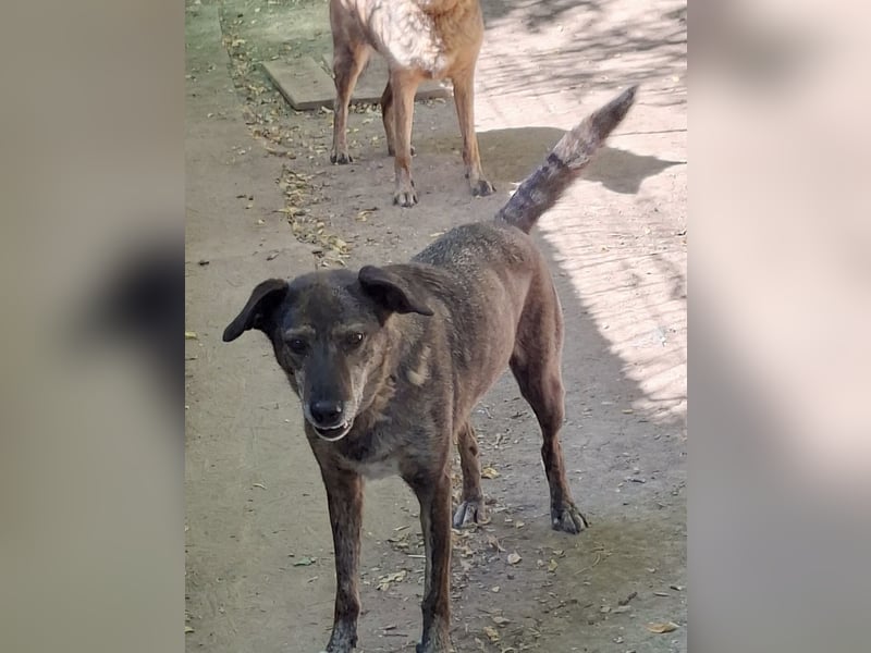 Boris - beeindruckender Hund mit großem Potential!